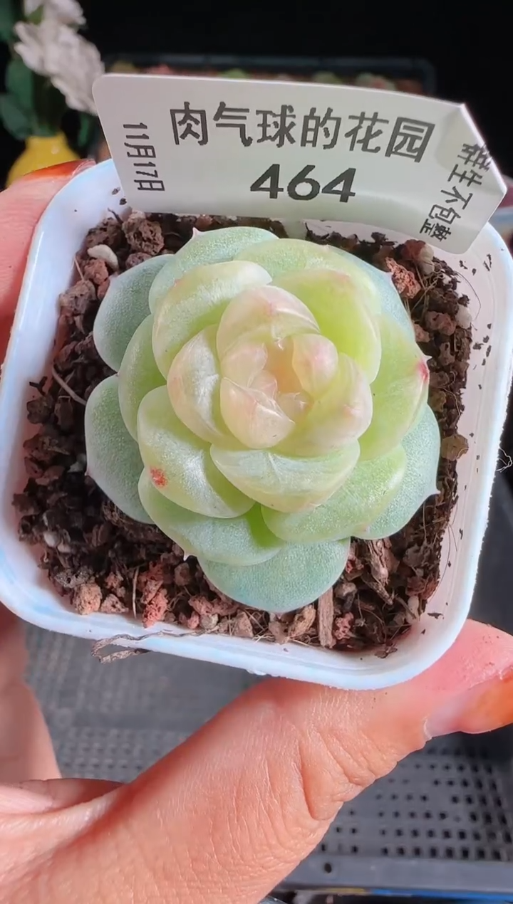 1117-464星月麦秆群生不包整