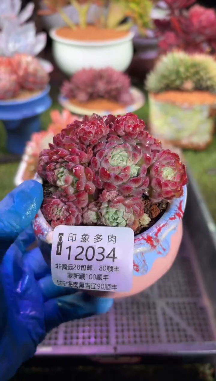 【闪购商品】12034