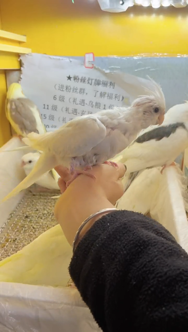 玄凤鹦鹉/鸡尾鹦鹉白脸百帕70897（母）