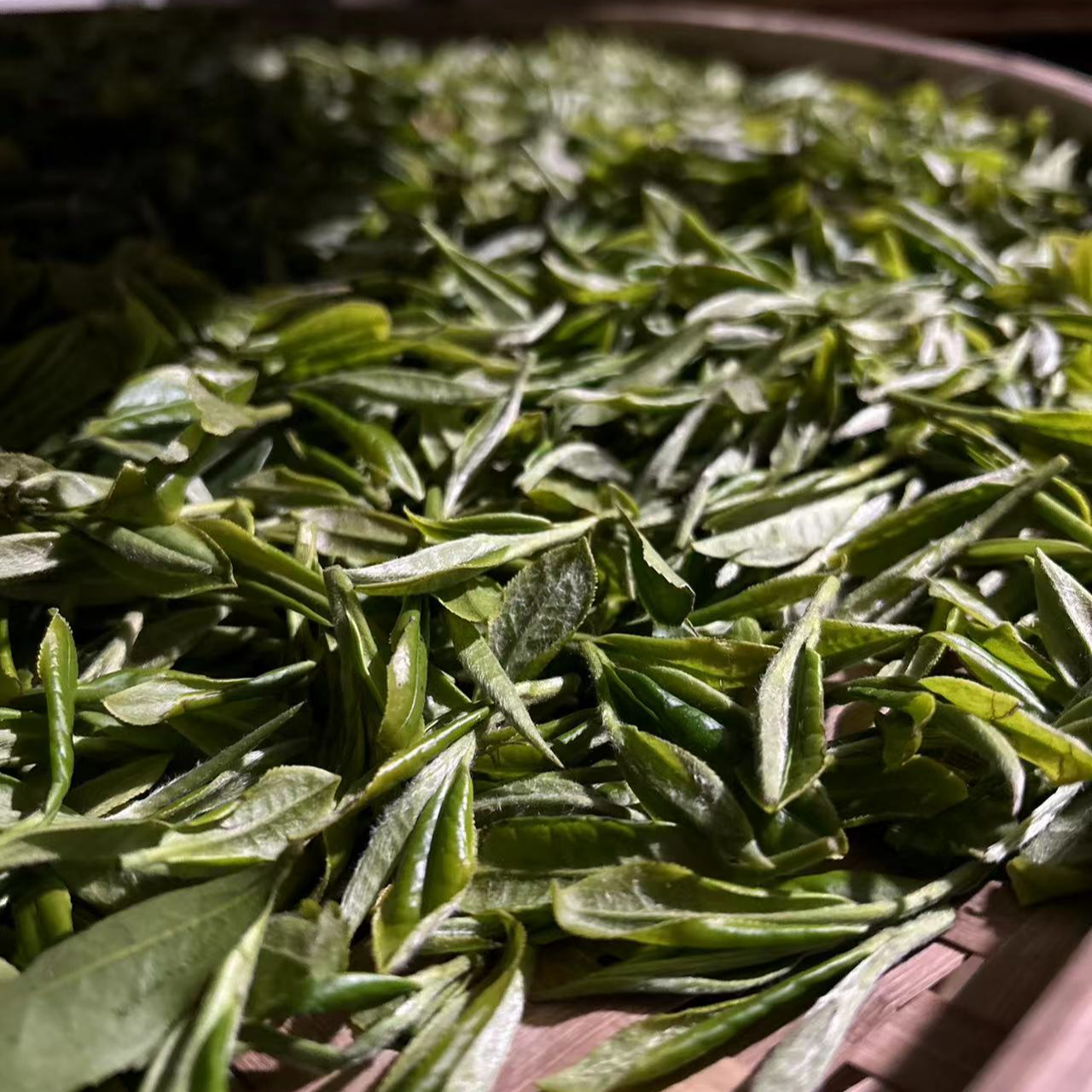 三系牡丹（华二）2025年传统工艺大毫白牡丹