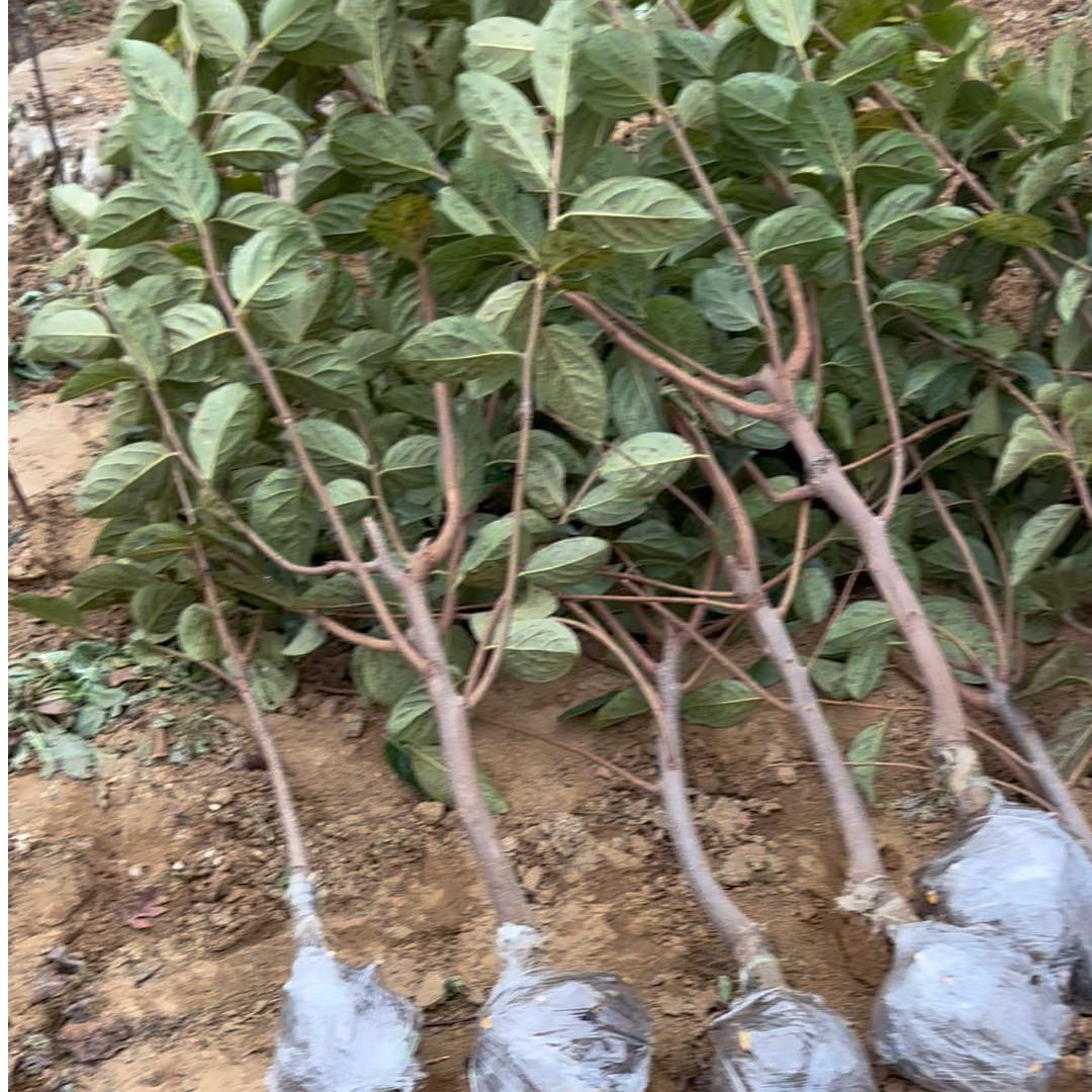 柿子树苗 盆栽地栽 南北方均可种植