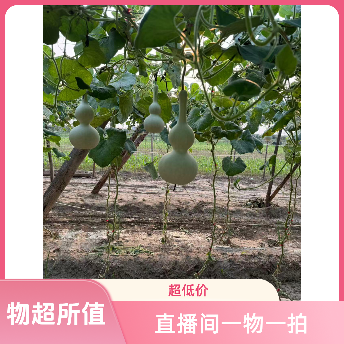 天然葫芦一物一拍