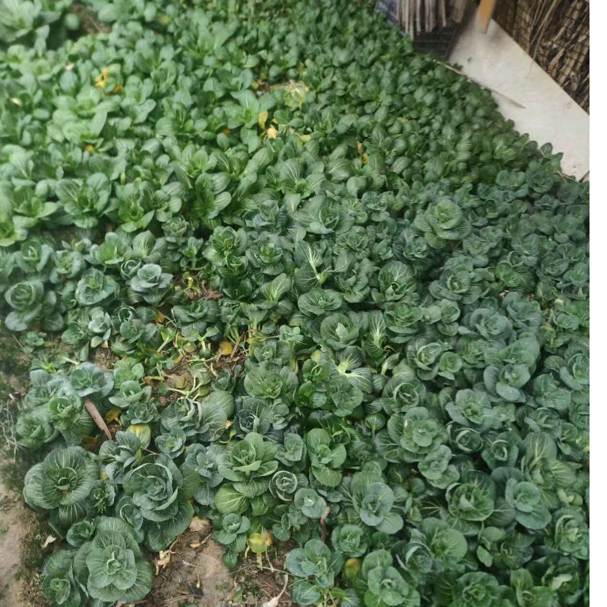 【阿浪优品店】新鲜种植 杭州本地露天青菜