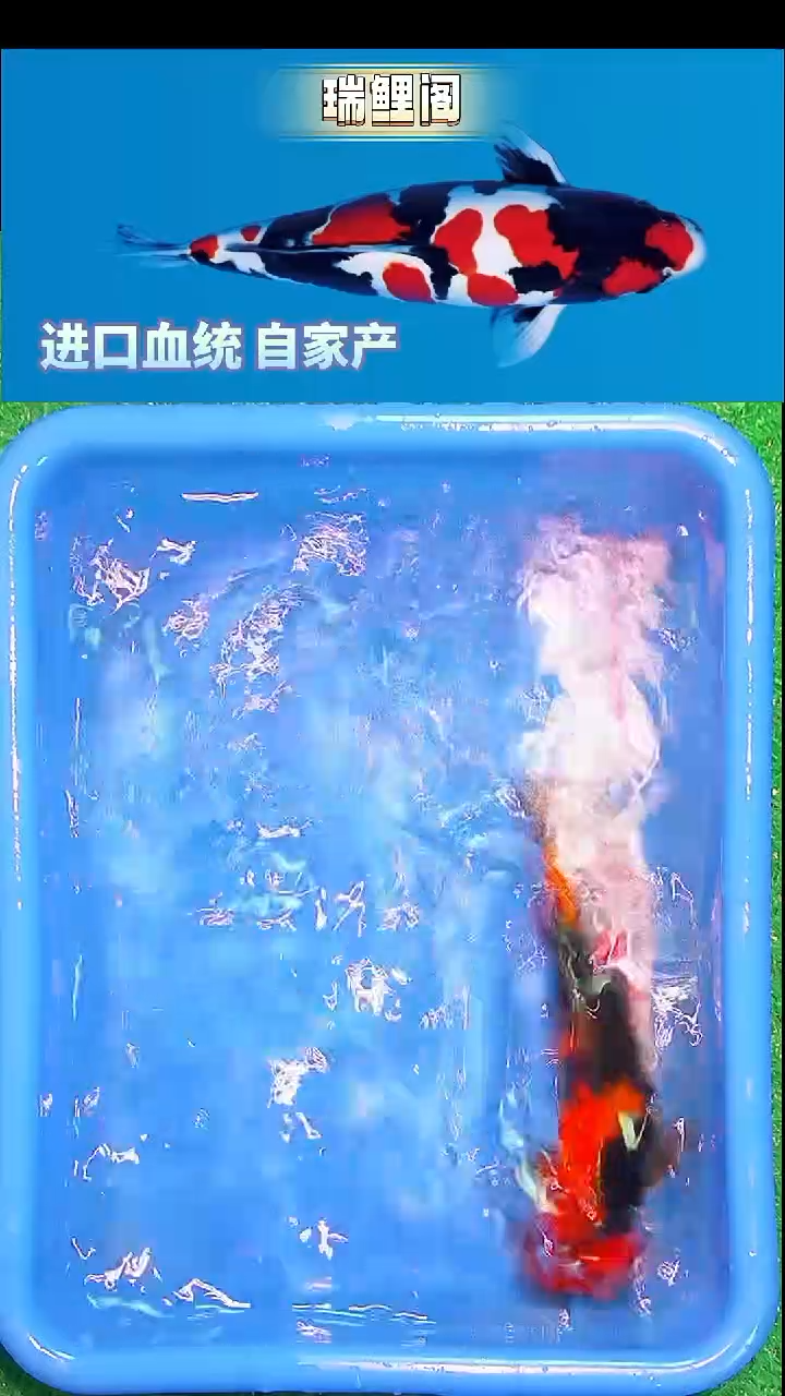 锦鲤瑞鲤阁精选-14