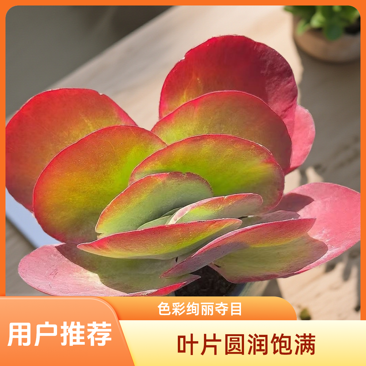 唐印锦脱土  小谢多肉植物庭院空气耐旱上盆种植固定