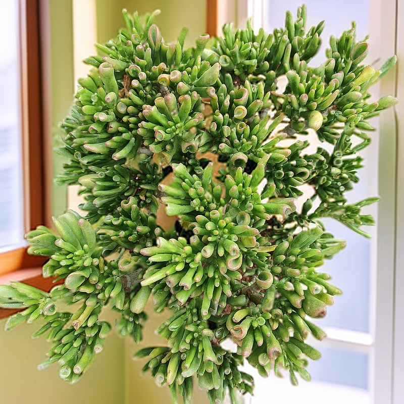 8年老庄吸财树   室内室外   南方北方  好看好种好养   多肉绿植