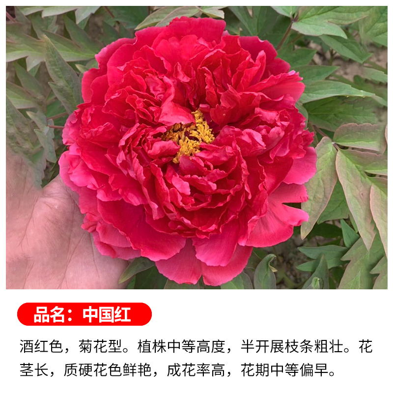 带原土球【大国红】牡丹花树苗盆栽15斤左右洛阳正宗带花苞牡丹花卉