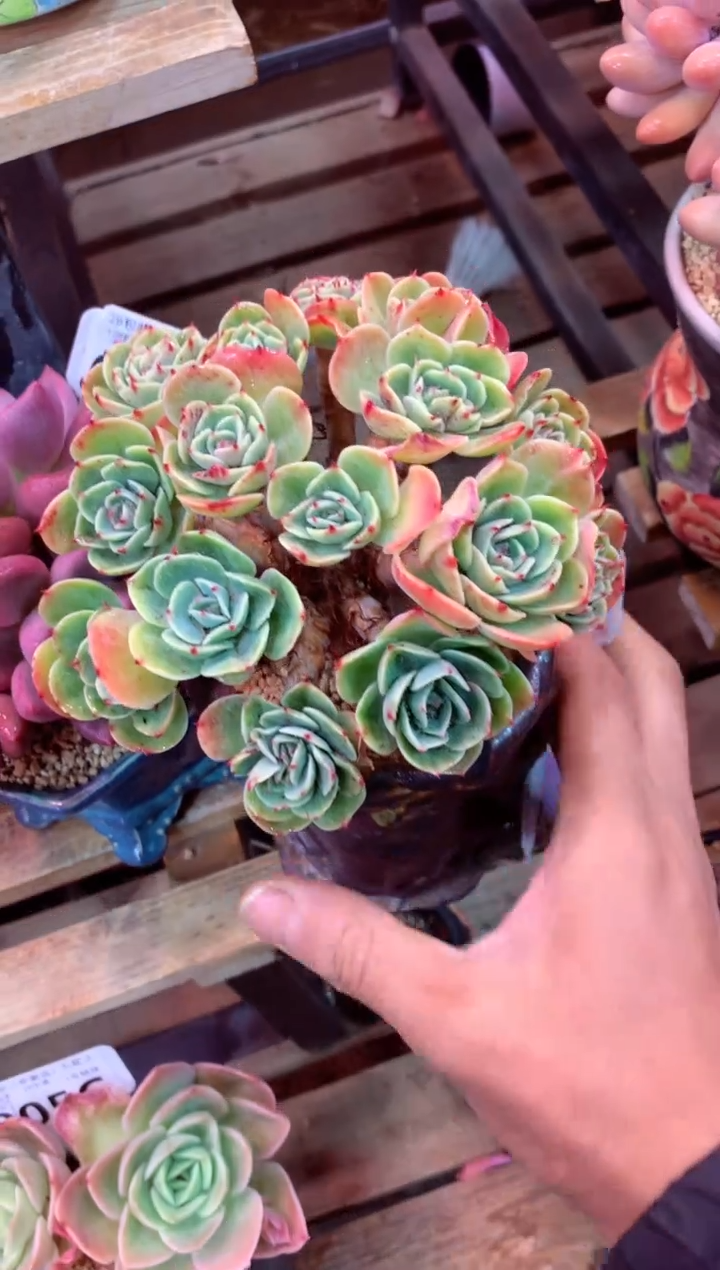 029C（一物一拍，精品多肉，w所见即所得 ）