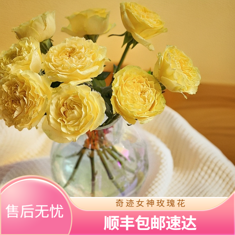 【杨苏莹花房】奇迹女神单头玫瑰10枝 云南鲜花直发 顺丰冷链包邮