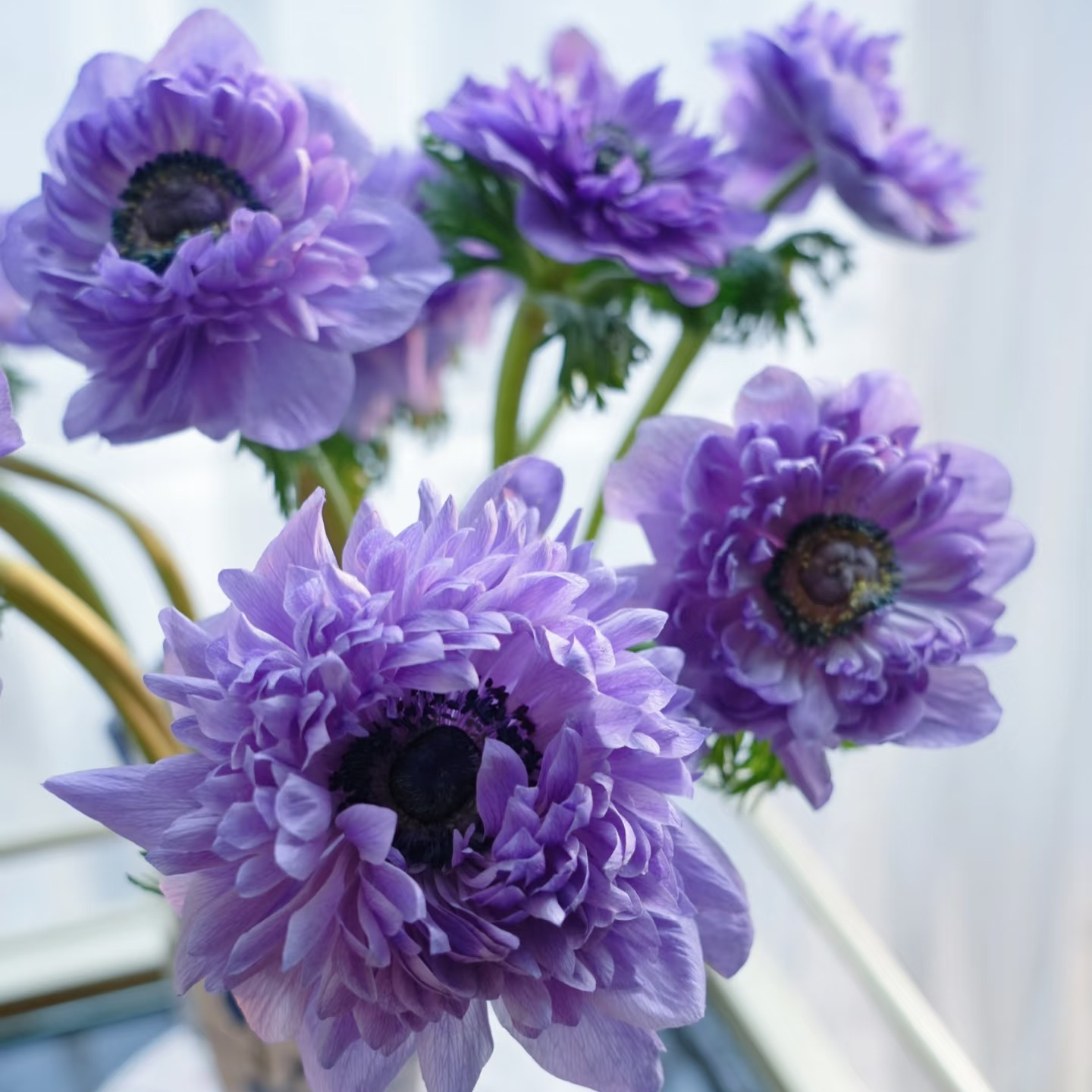 银莲花【蓝精灵】盆栽庭院阳台多年生宿根花卉爆花机器