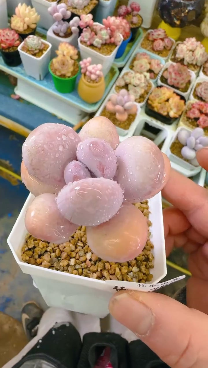 【闪购商品】凭—755—仙农（奶）