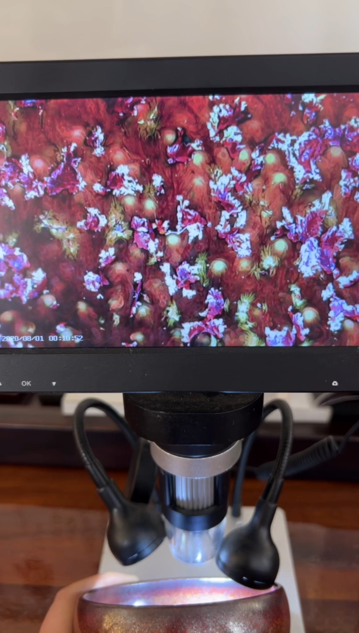 【闪购商品】茶盏30吴志勇老师精品