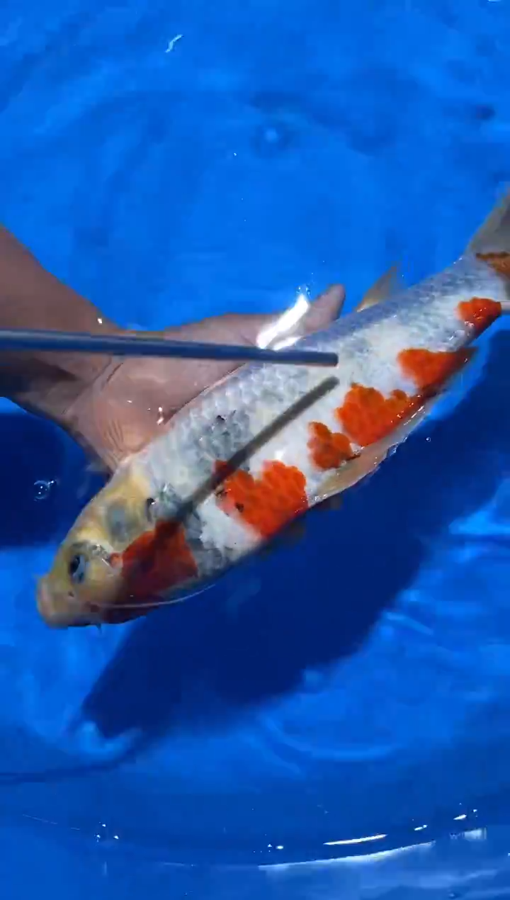 锦鲤大日昭和锦鲤