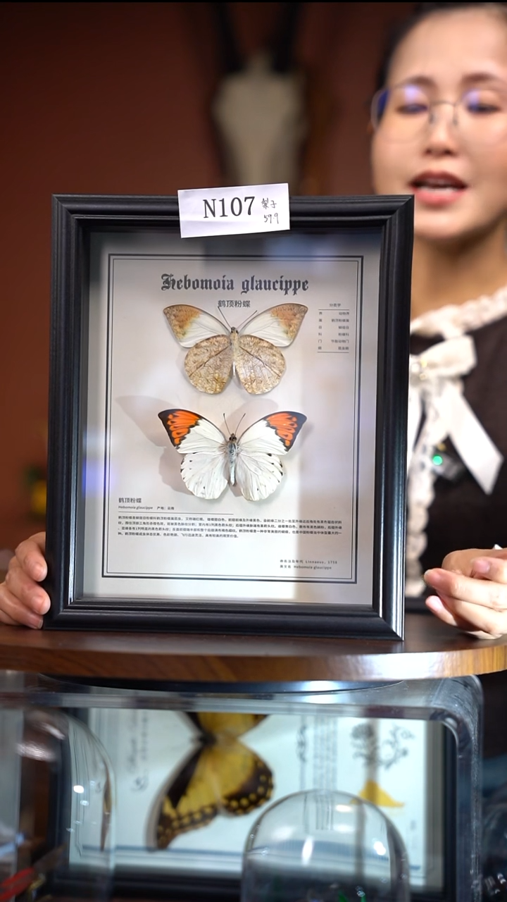 旅*N017     鹤顶粉蝶正反组合