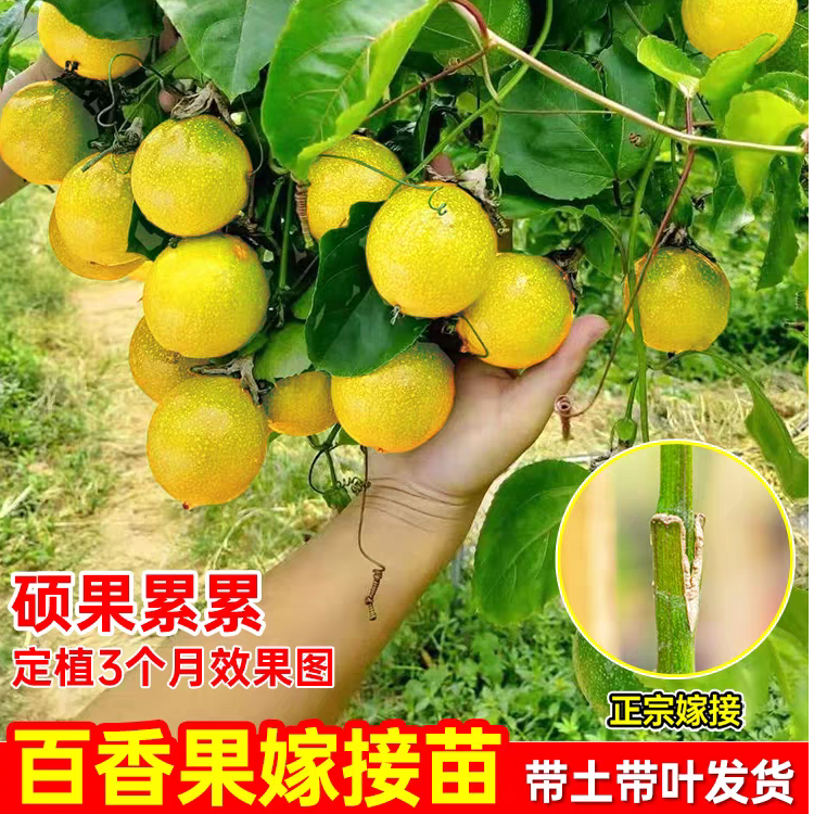 黄金百香果树苗嫁接苗盆栽果树纯甜百香果苗四季爬藤百香果树苗
