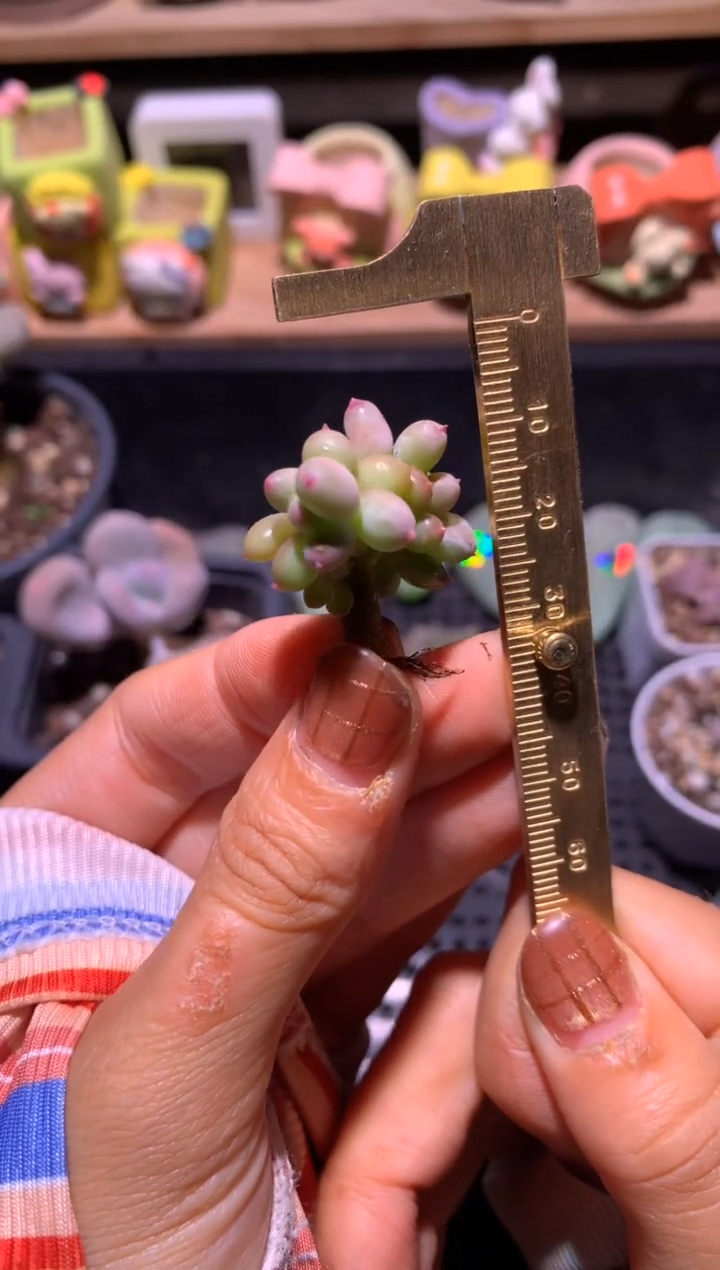 苹果奶酪板子，有砍 有点探头哦，满28包邮，不满发一个叶子到付