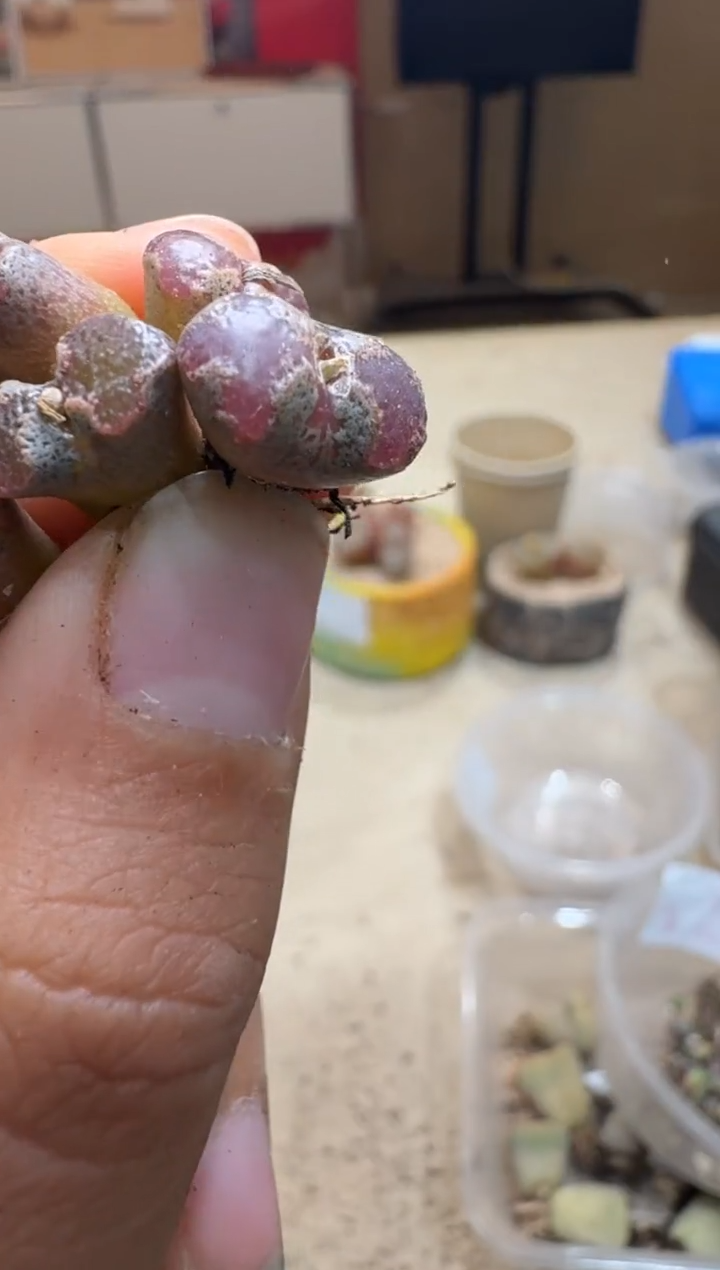 一***飞7-390多肉植物肉锥