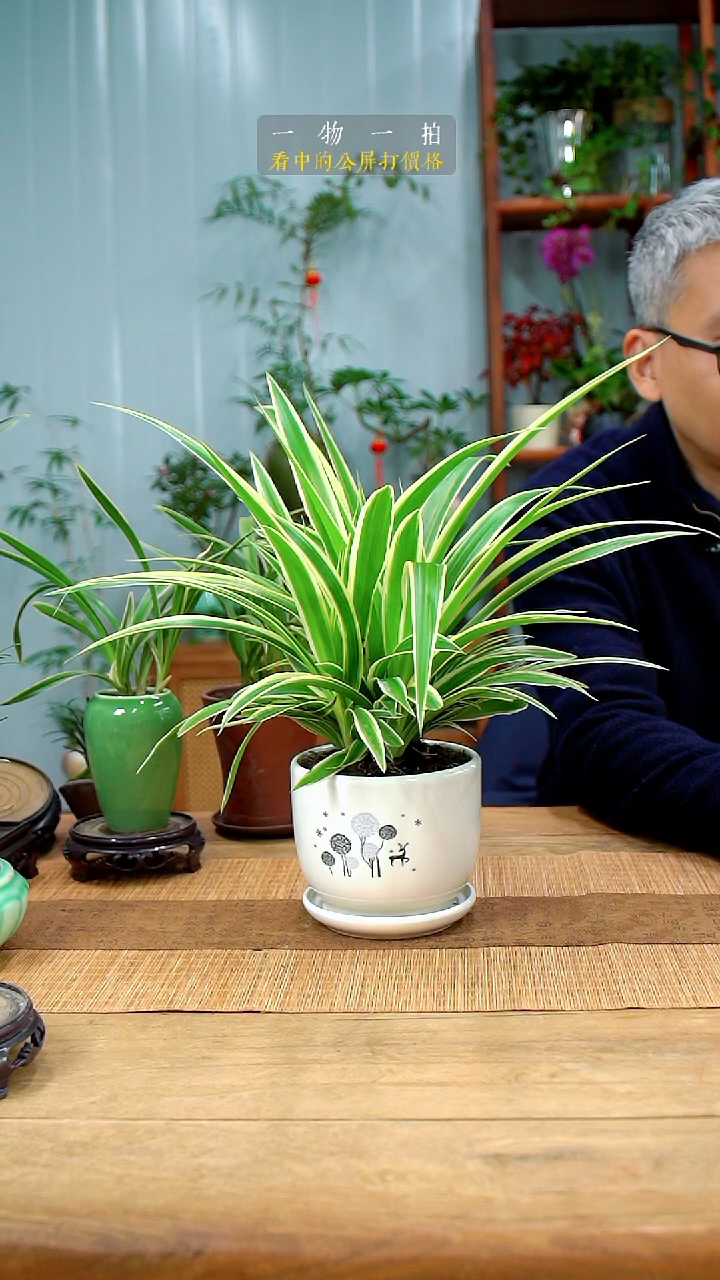 完全开放阳***上吊兰292