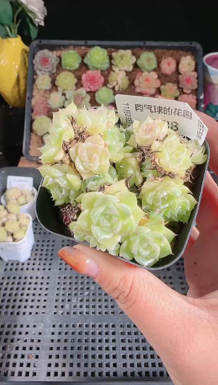 1123-738群生不包整