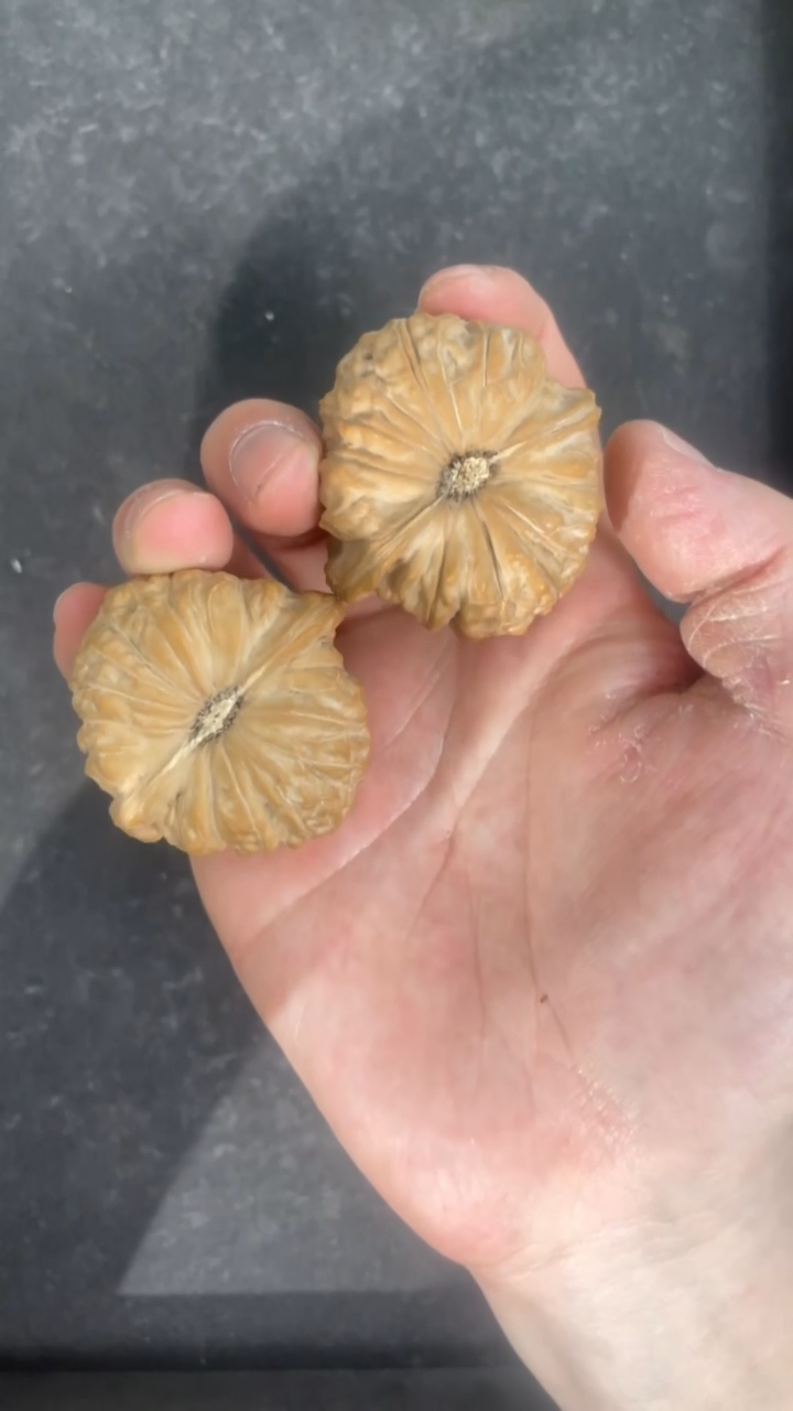 【闪购商品】文玩核桃把件46全品南瓜墩