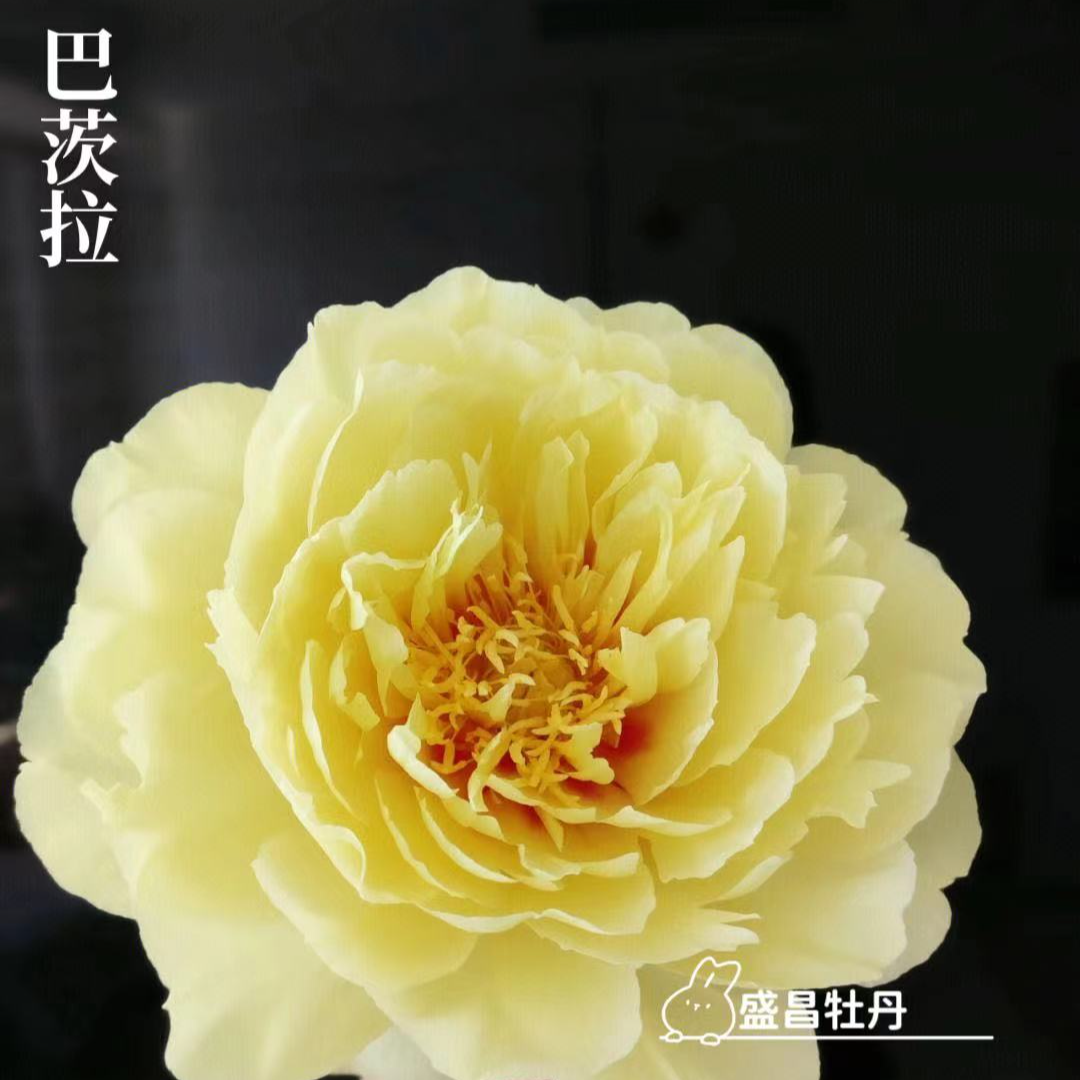 盆栽芍药【芭茨拉】基地直发