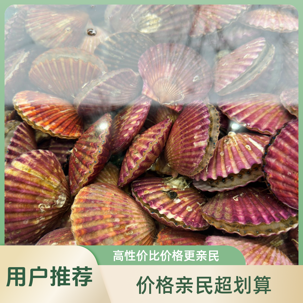 超大小红贝味道鲜甜个个饱满