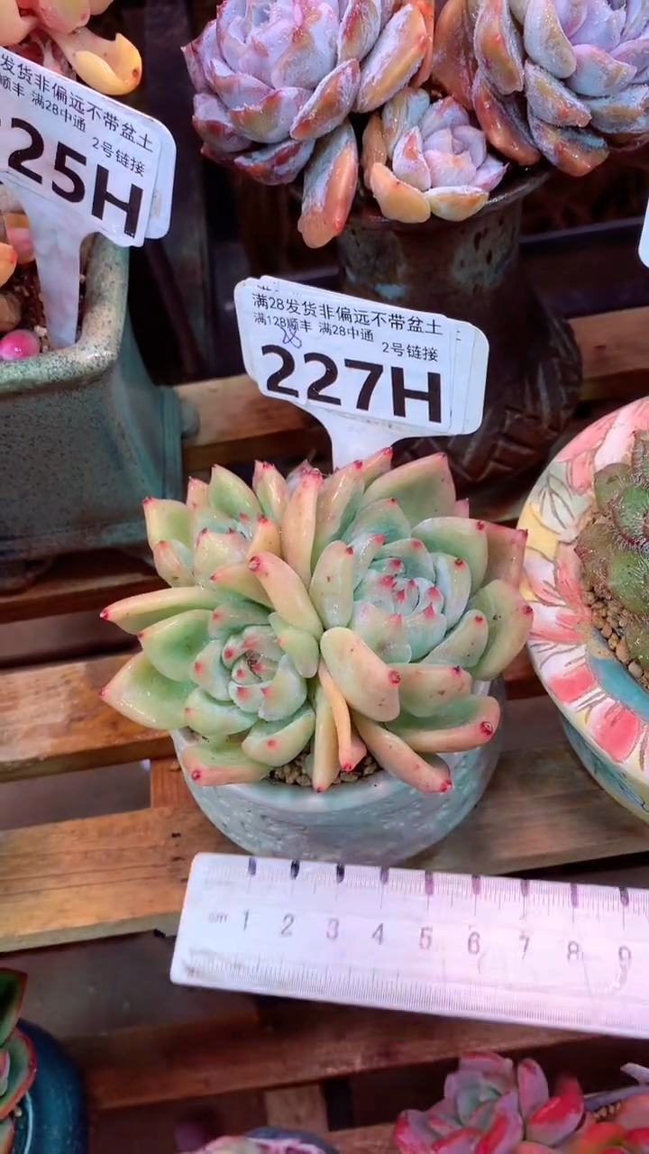 227H （一物一拍 所见即所得 满28包邮非偏远）