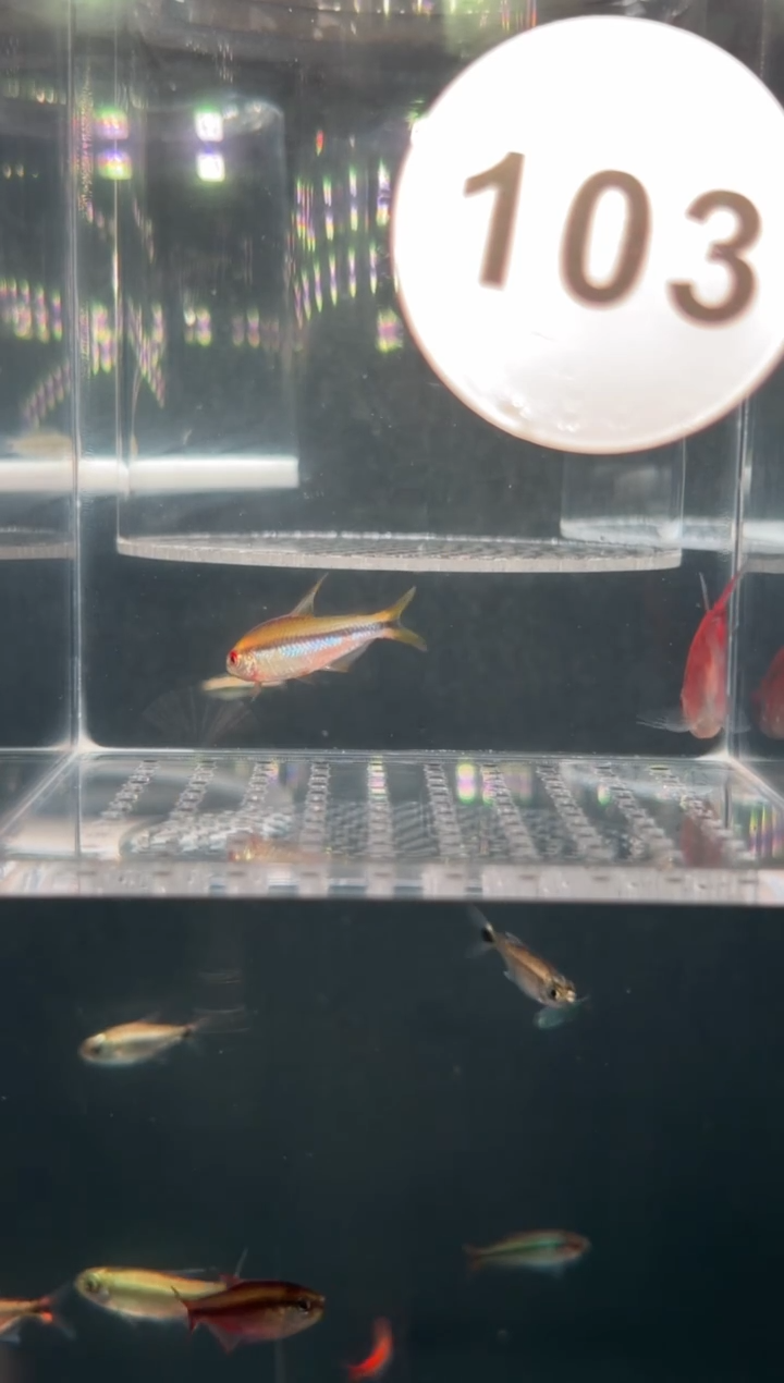 灯科鱼P**l【103】老版彩虹魔鬼