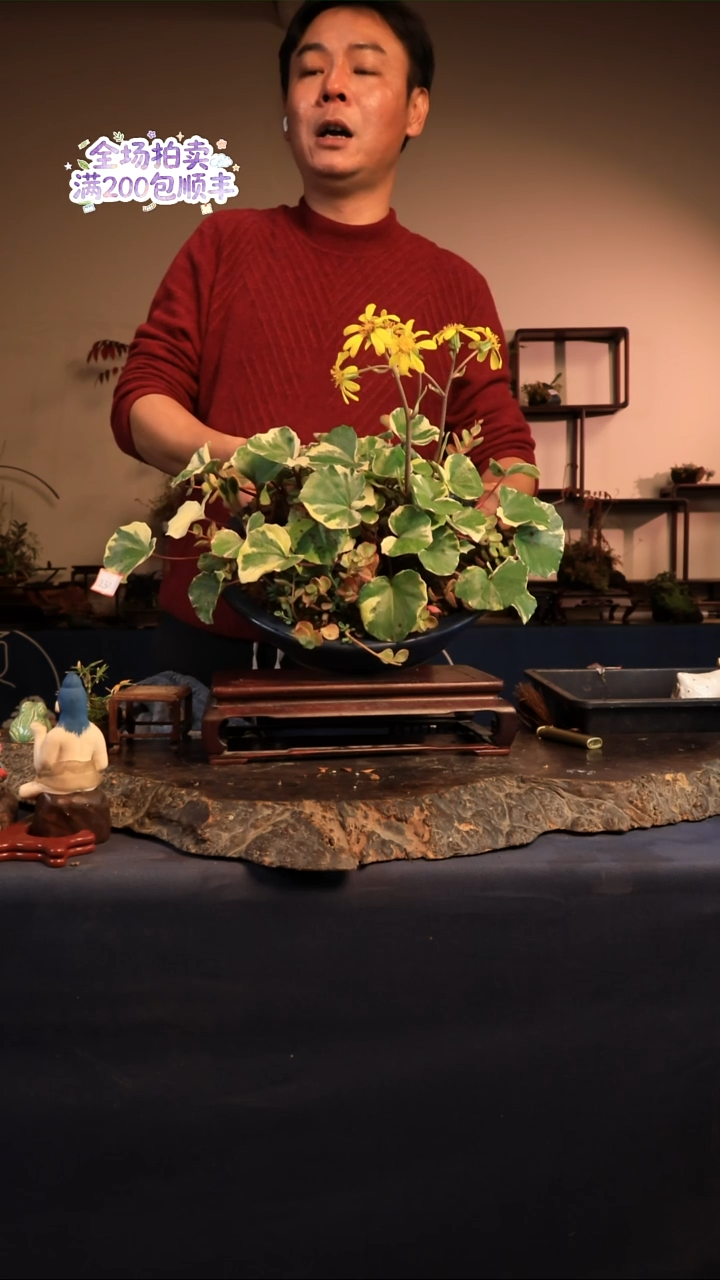 完全开放A30草本植物 不包邮