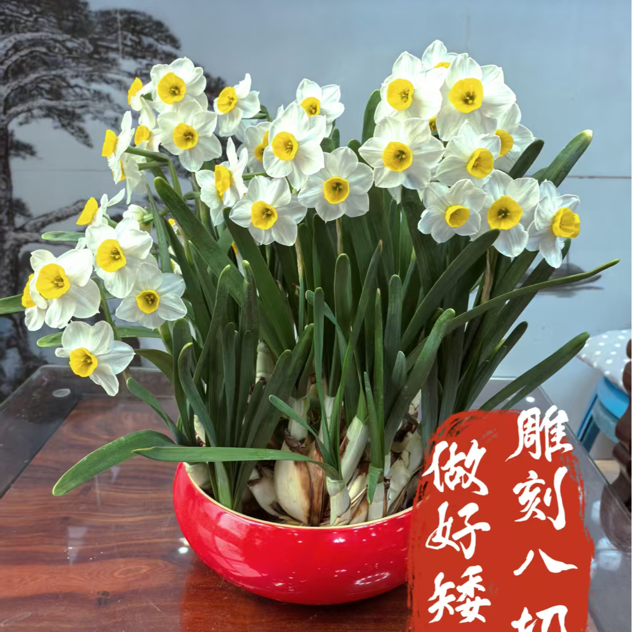漳州水仙花八切口下水矮化养护好花王带芽带根水培室内水培植物