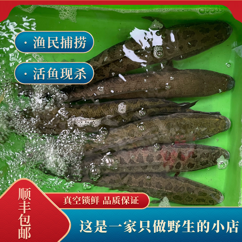 江北野生黑鱼 农家野生黑鱼 