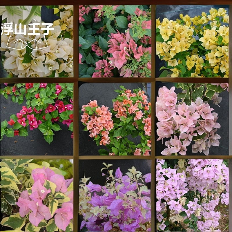 漳州三角梅浮山王子家原生原盆轻土栽培三角梅盆栽爬藤阳台植物