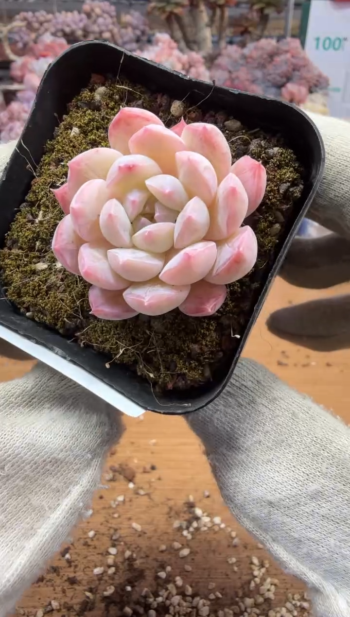 东云多肉园三店-122