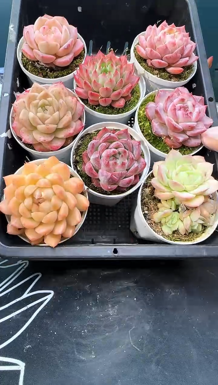 2 923  多肉  8 颗