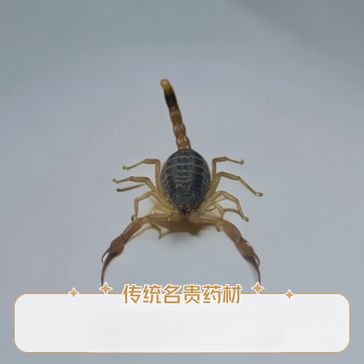 【7龄】沂蒙山活蝎子一斤300左右十足全蝎大母蝎子煲汤入药炸蝎子