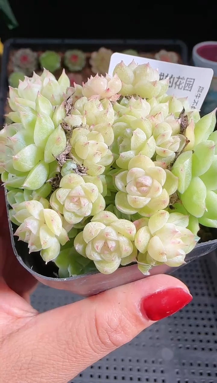 1102-44麦秆群不包整