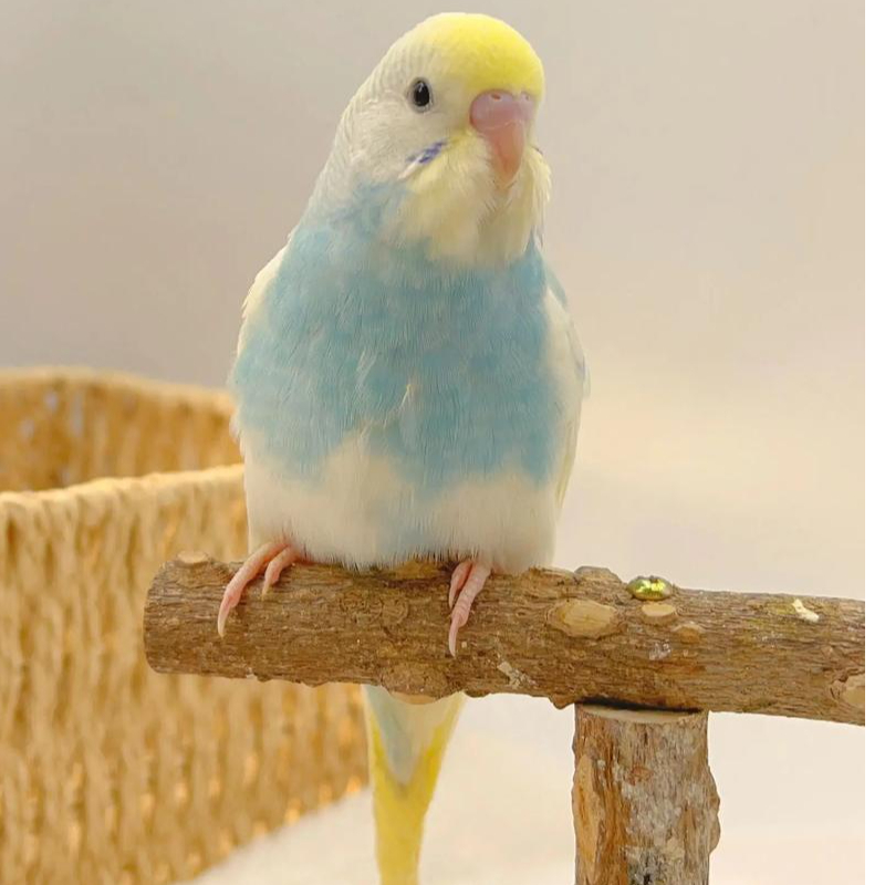 特色金彩大头虎皮鹦鹉