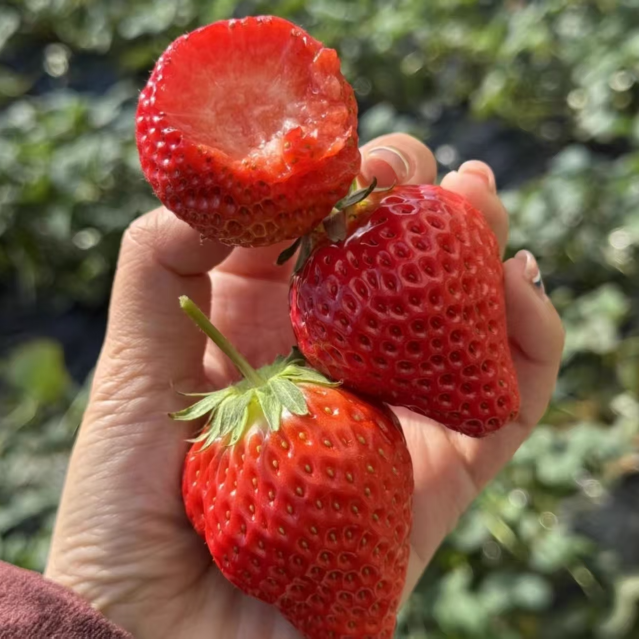 【草莓皇后】长丰红颜99草莓奶油草莓大扁果多倍体草莓顺丰京东包邮送货上门