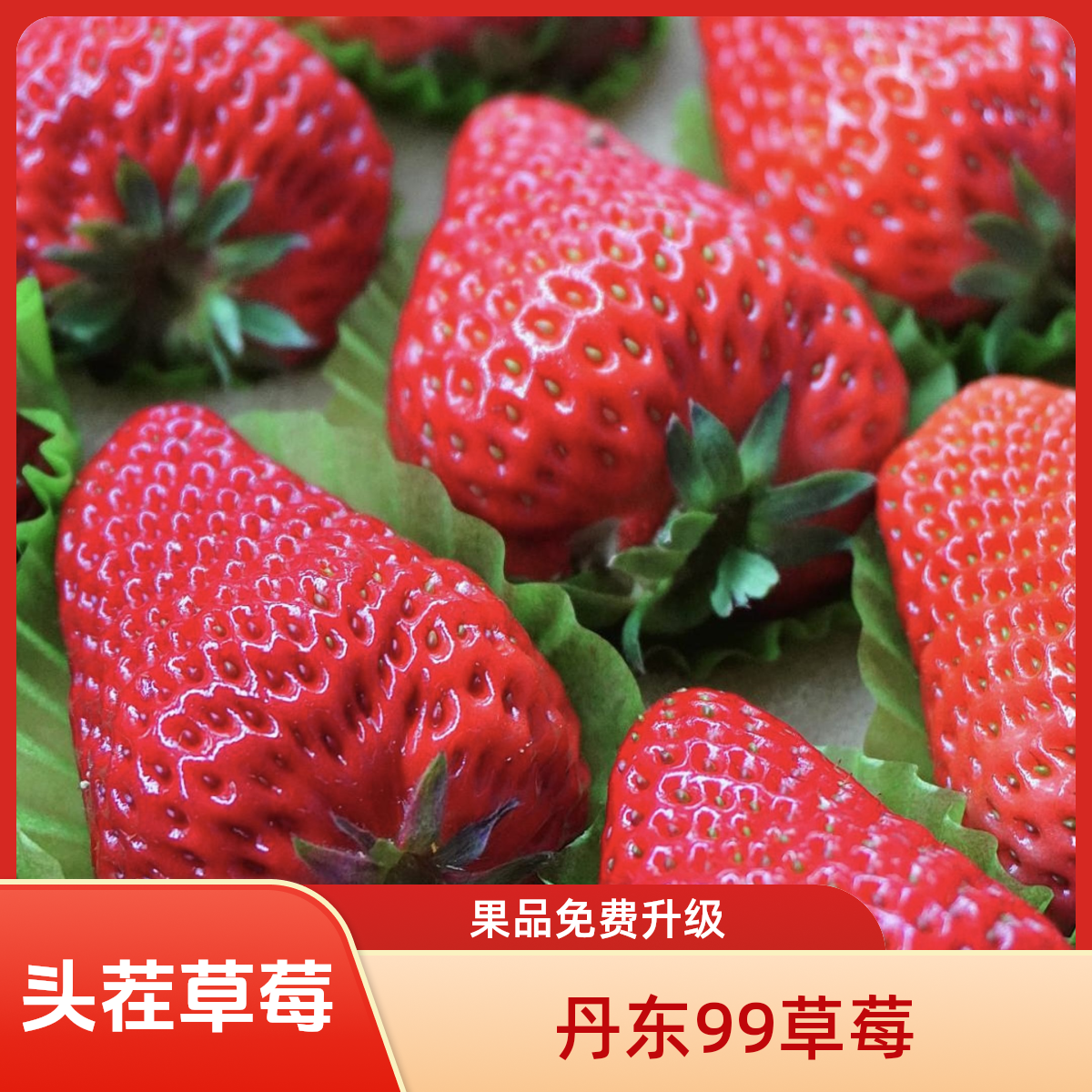 【果王40-55g】头茬丹东99草莓 现采现摘顺丰空运 当天发货