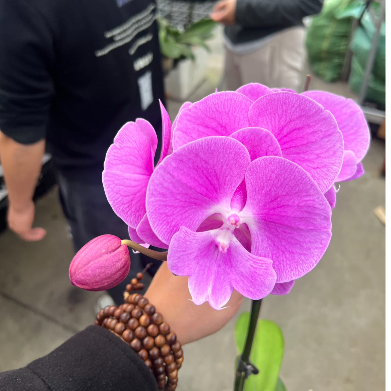 A+【初恋】年宵花提前炸福利～