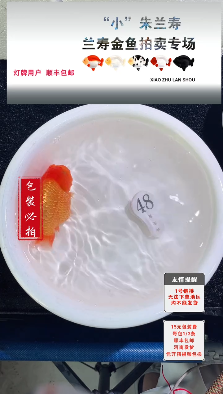 金鱼没拍包装顺丰到付1~3条每包48号