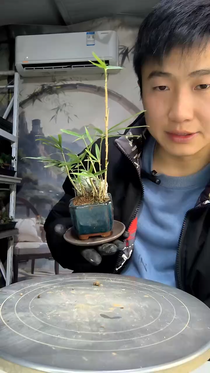女*范中青园艺一物一拍花461