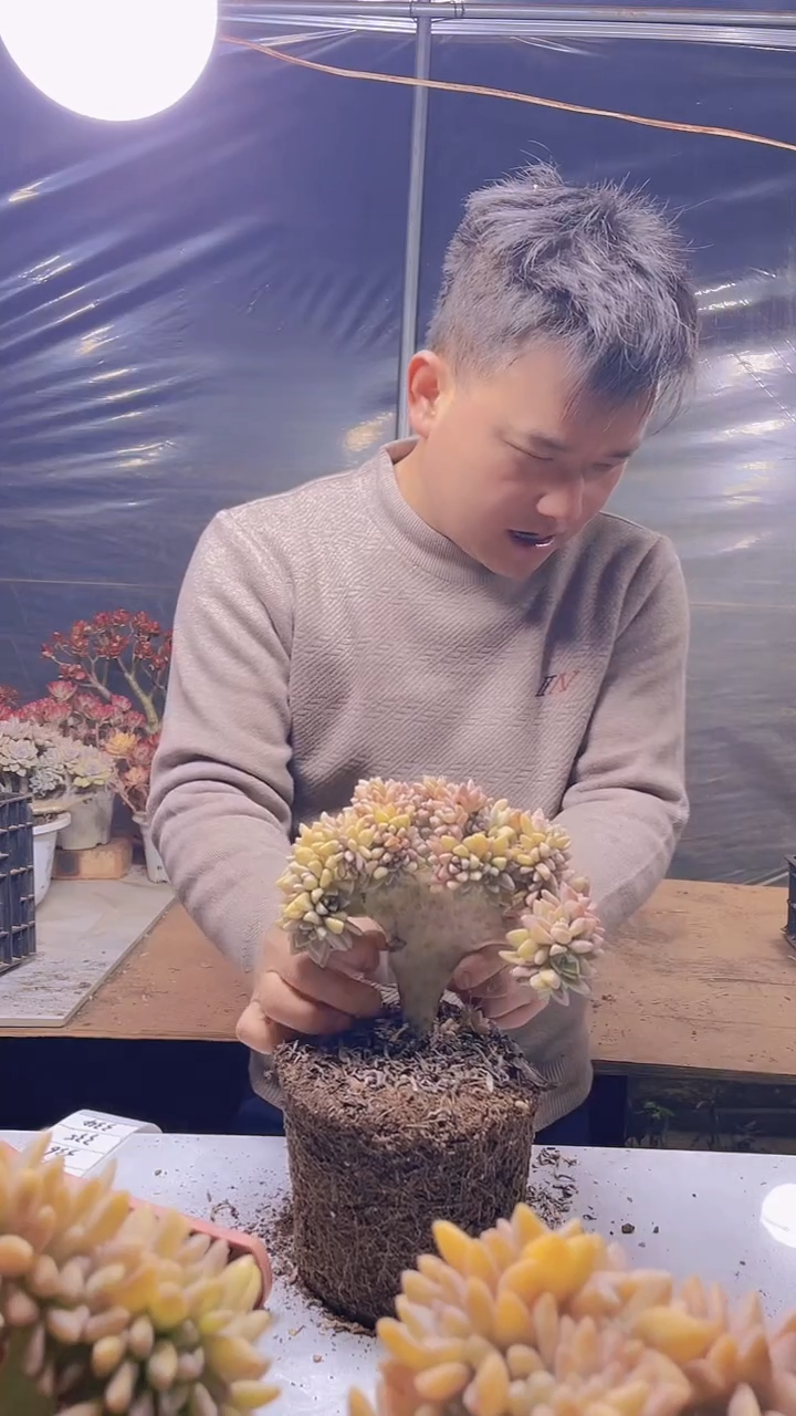 【闪购商品】缀化333