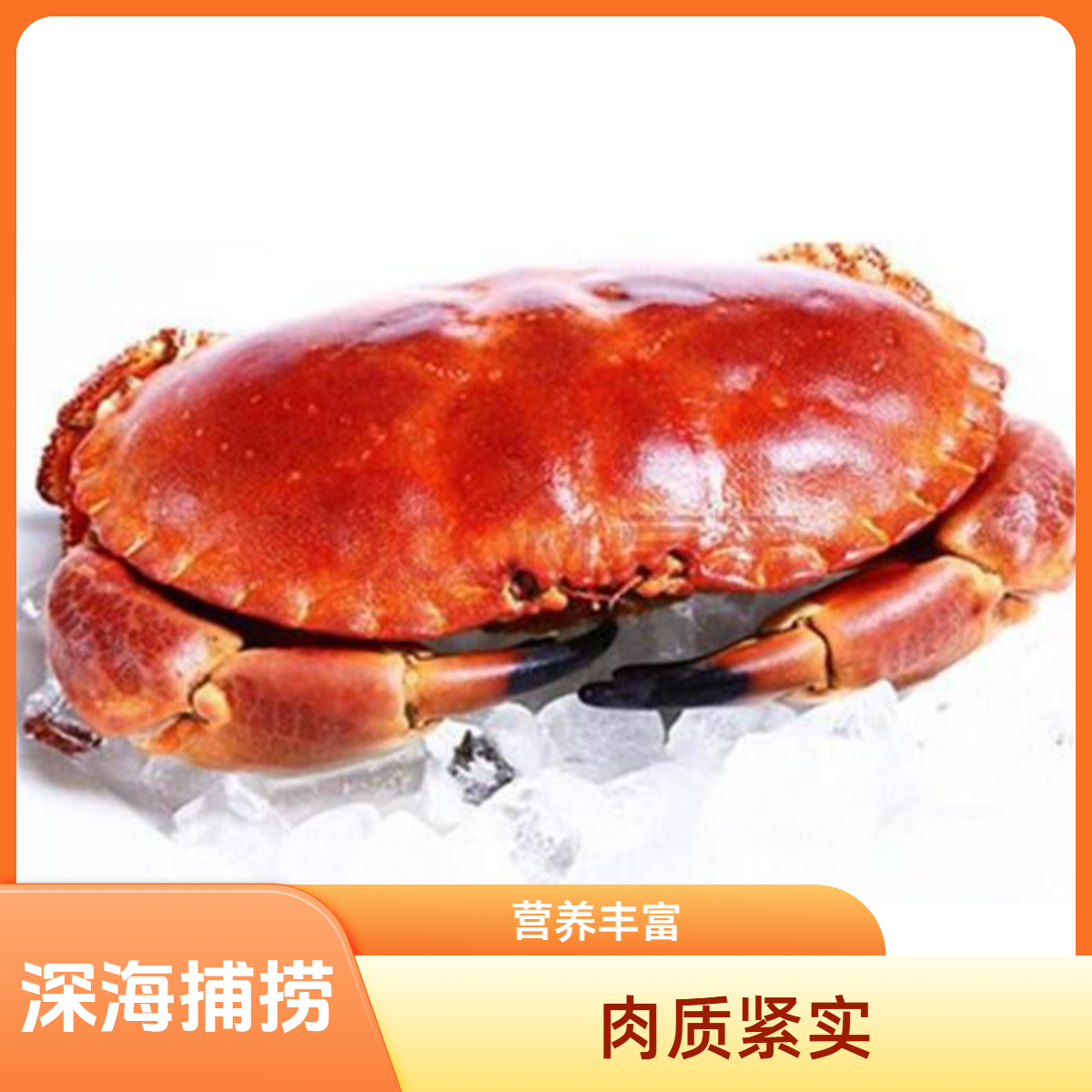 【鲜活面包蟹1.5斤以上】送货上门