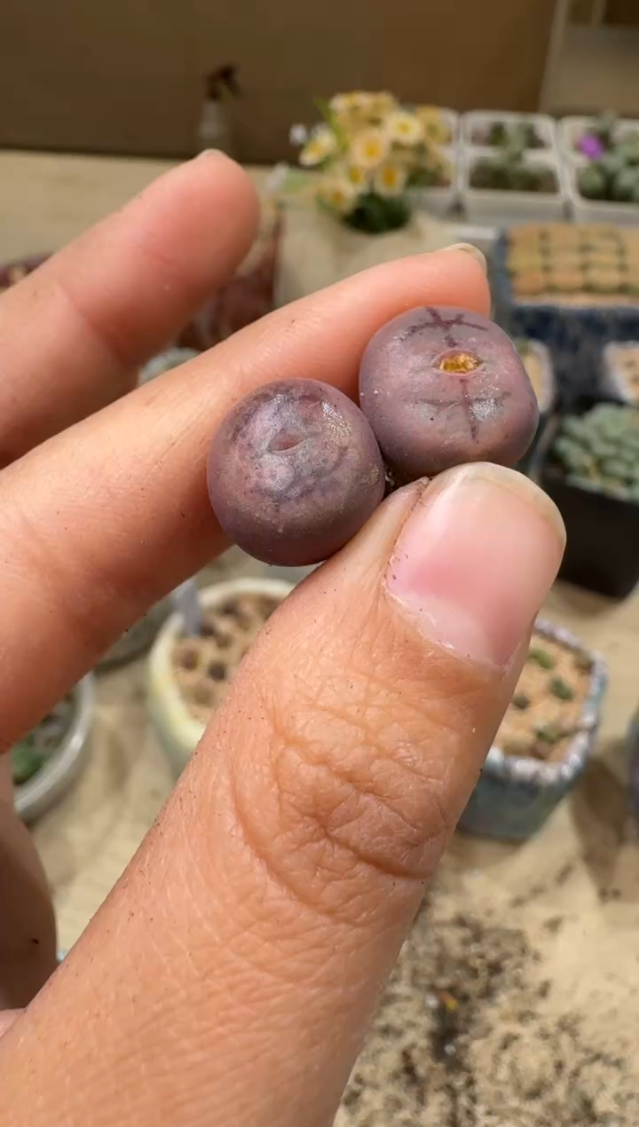 9-117多肉植物肉锥