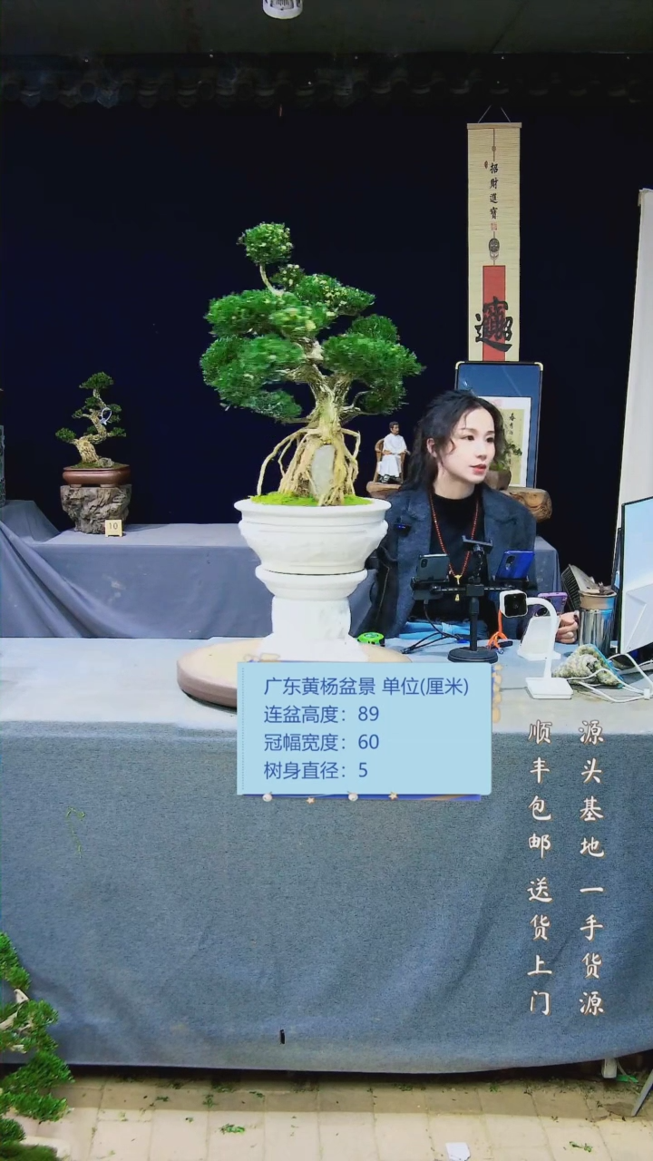 【闪购商品】雀舌黄杨盆景雀舌黄杨盆景