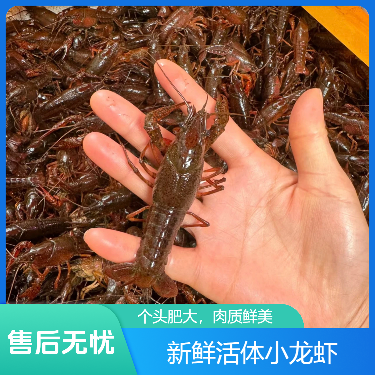 【小虾】7斤青虾满肉（一斤大约在30只左右）