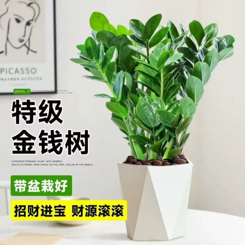 【50-60cm】金钱树盆栽客厅办公室绿植花卉钱串子招财进宝树