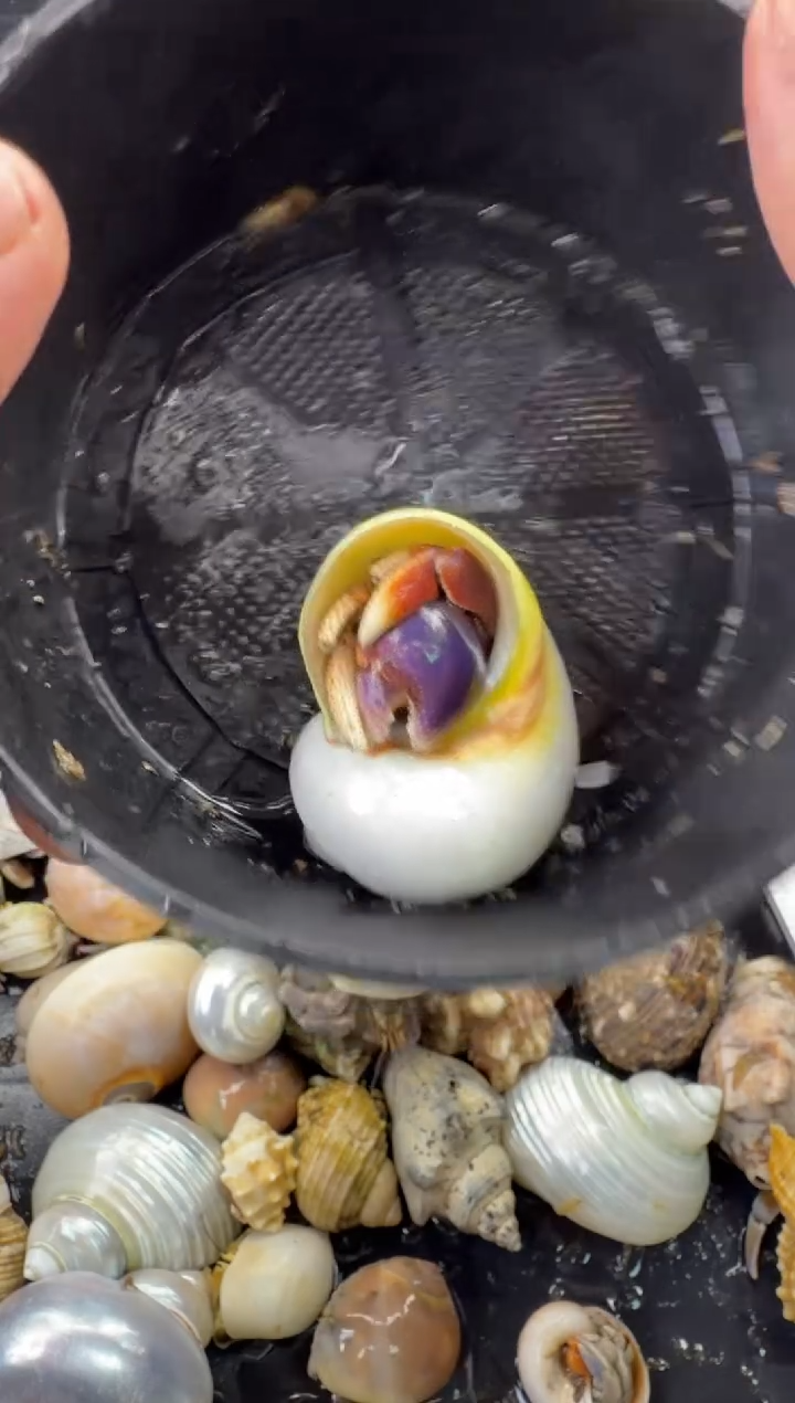 两口左右西伯一只，不包全品