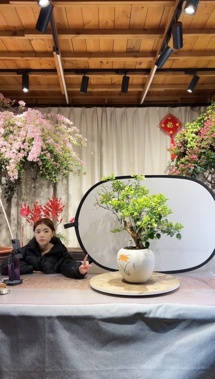 【闪购商品】盆景三角梅